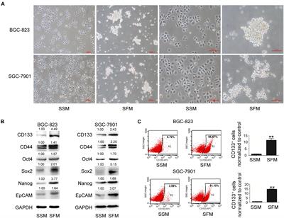 Apatinib Suppresses Gastric Cancer Stem Cells Properties by Inhibiting the Sonic Hedgehog Pathway